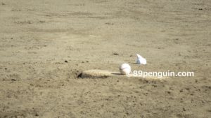 春の陣で活躍が期待される選手たち~第68回春季高校野球岩手県大会