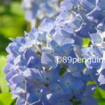 【岩手の軟式高校野球】代替大会開幕は雨天順延、27日へ持ち越し