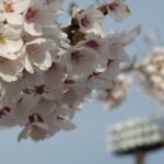 【進路】高校野球に挑む球児たち(随時更新)